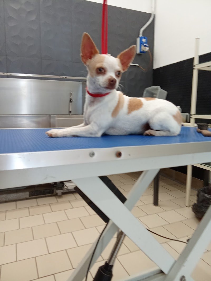 Colpi di coda - Foto 4