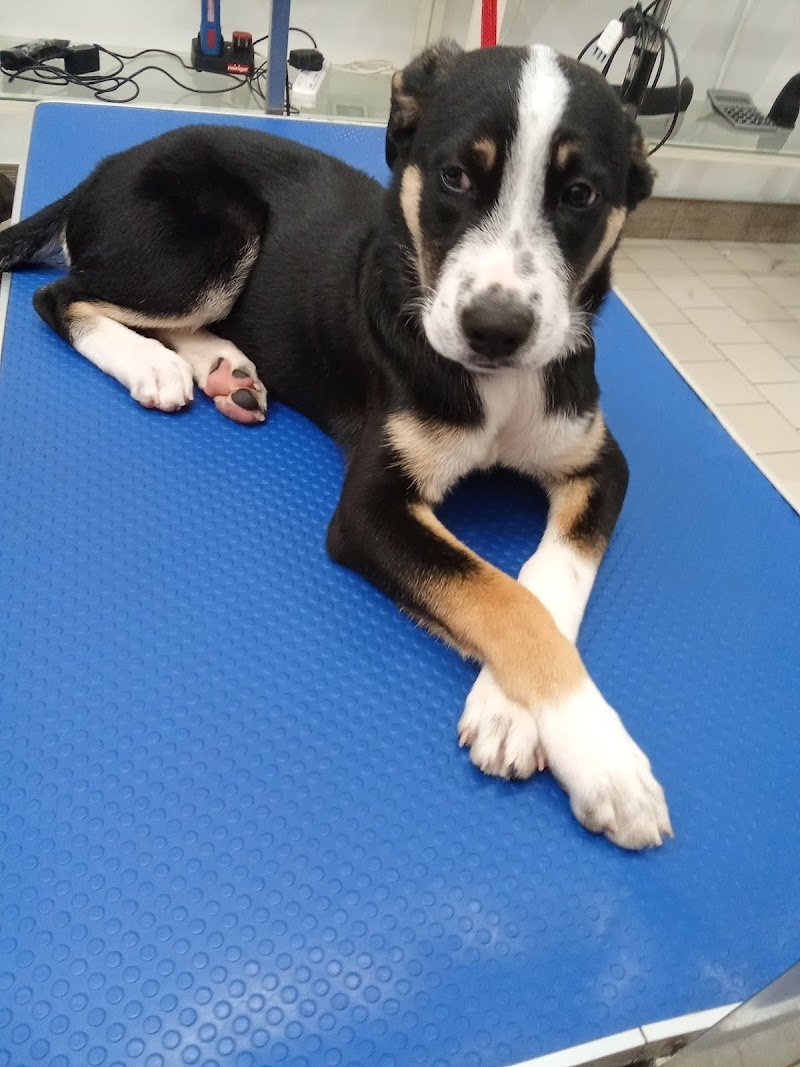 Colpi di coda - Foto 5