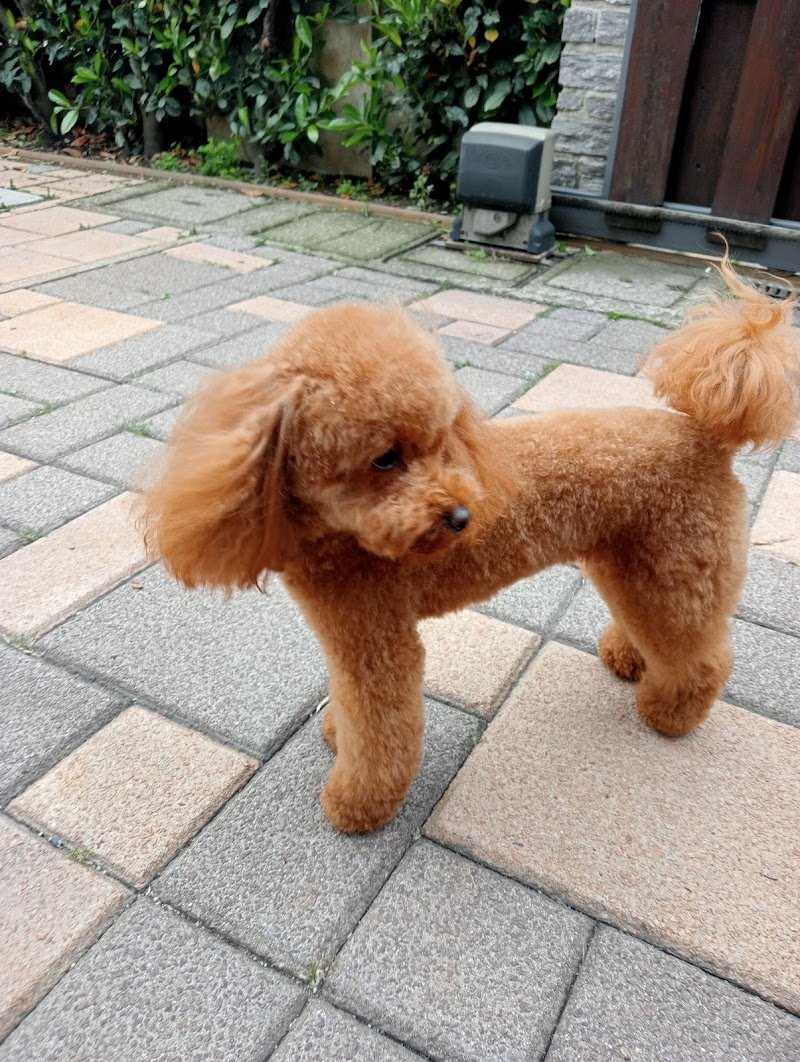 Come d'incanto toelettatura - Foto 2