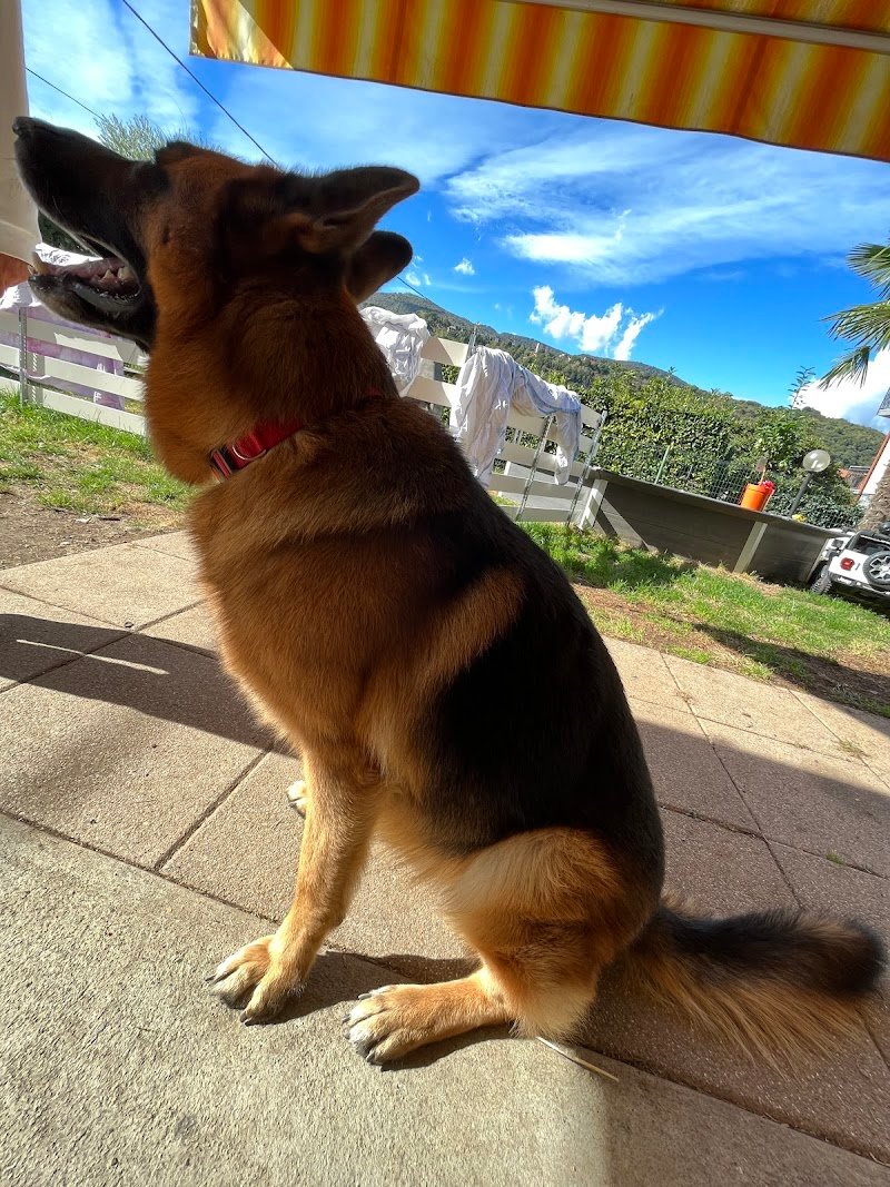 Come d'incanto toelettatura - Foto 3