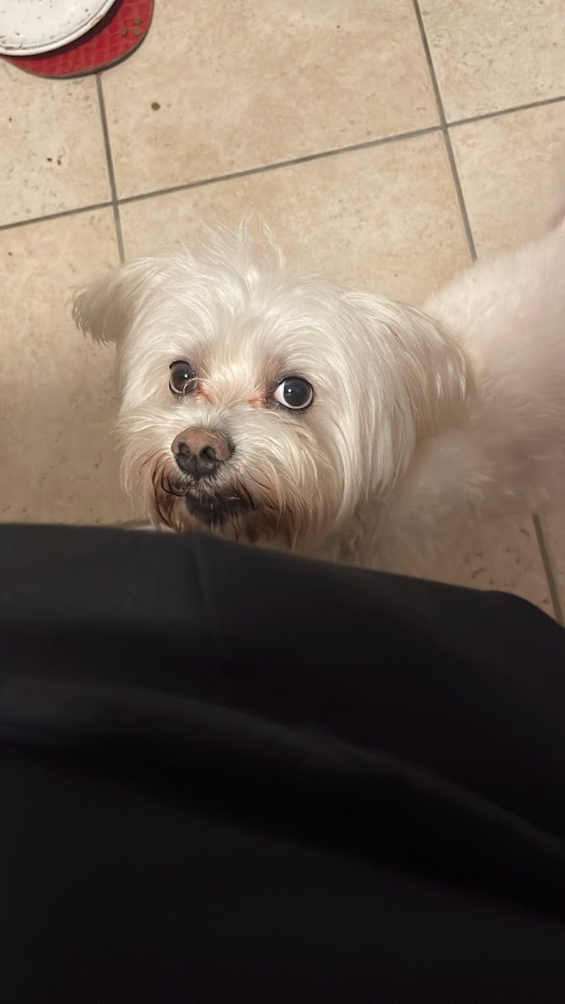 Come d'incanto toelettatura - Foto 4