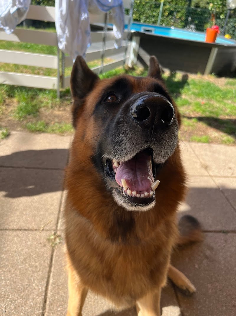 Come d'incanto toelettatura - Foto 5