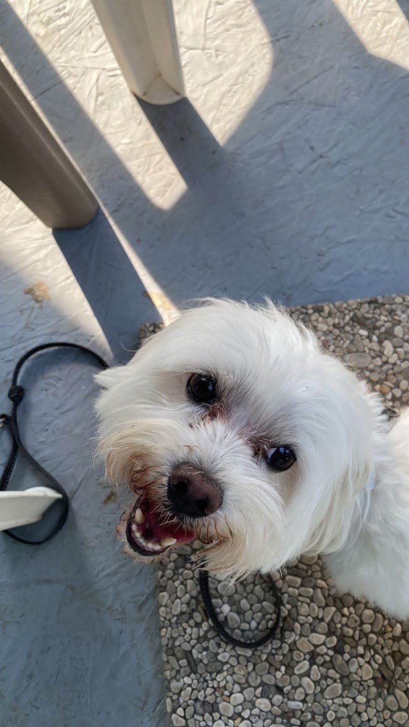 Come d'incanto toelettatura - Foto 6