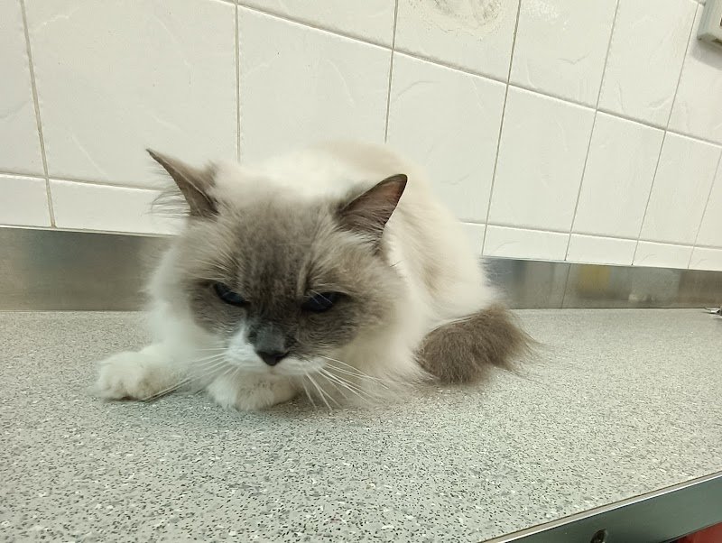 Corrado dog stylist - Foto 2