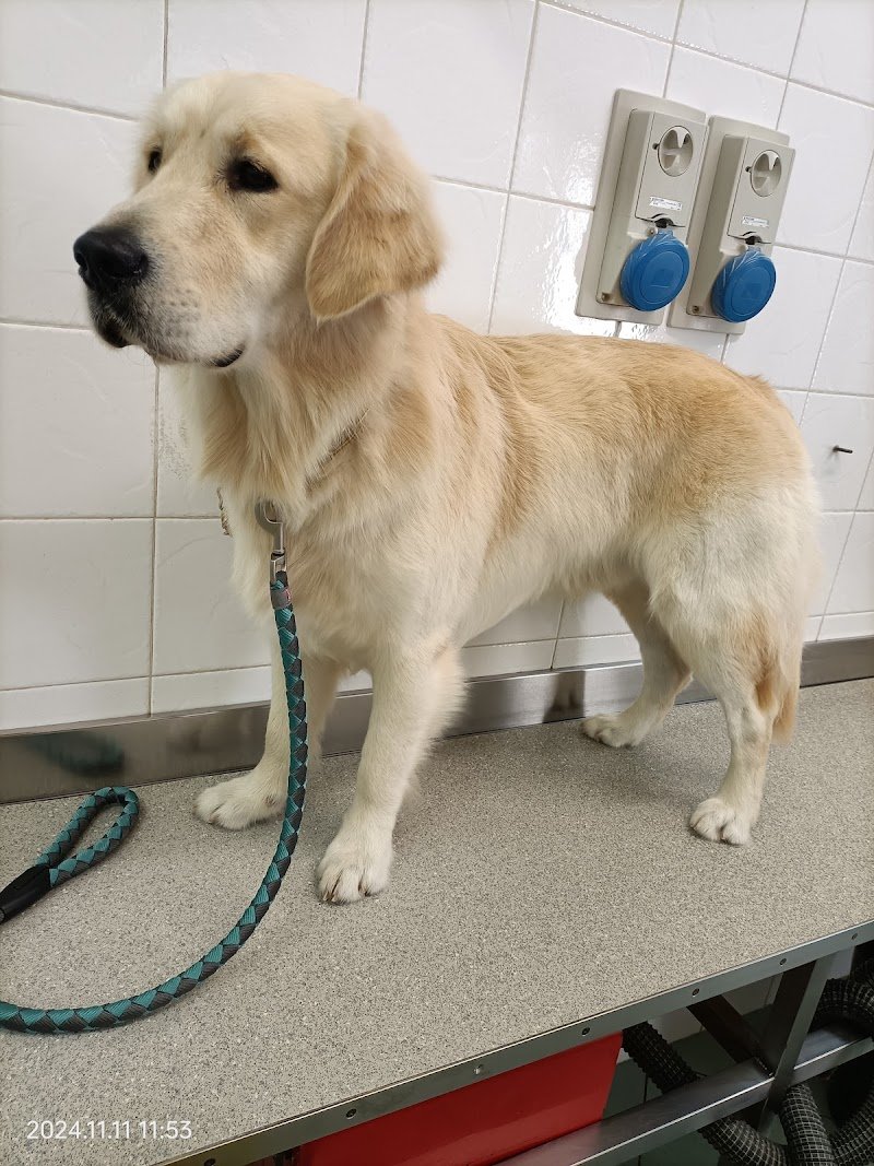 Corrado dog stylist - Foto 3