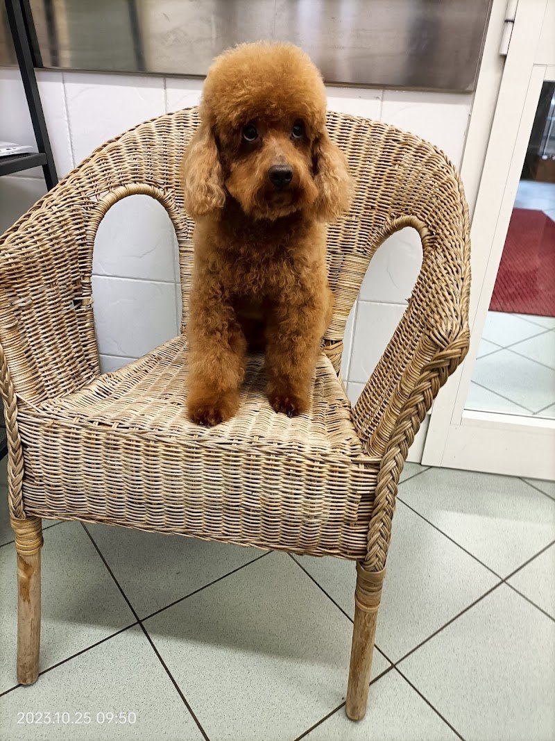 Corrado dog stylist - Foto 4