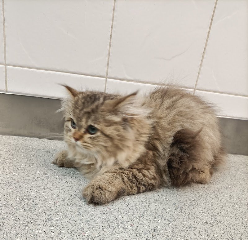 Corrado dog stylist - Foto 5