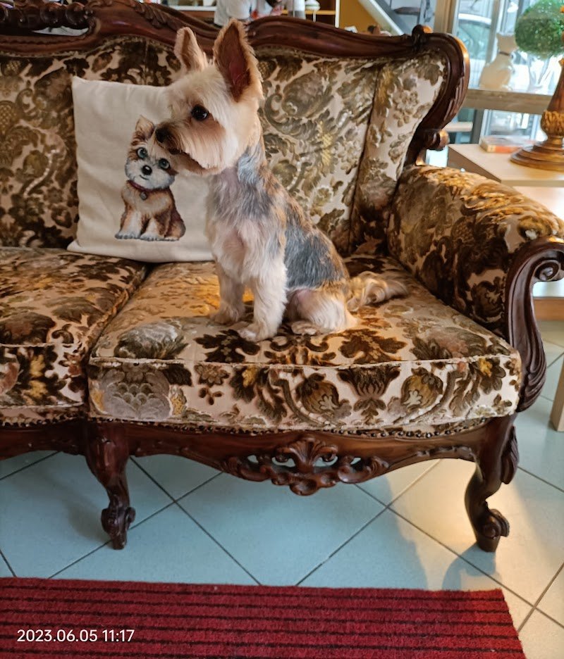 Corrado dog stylist - Foto 6