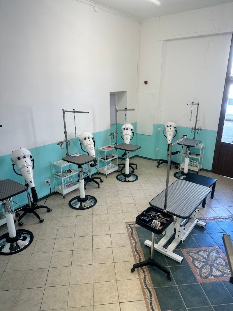 Corsi di toelettatura Simona Chelli Academy - Foto 3