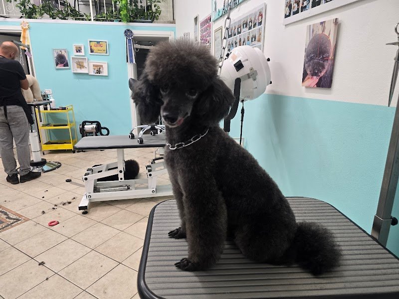 Corsi di toelettatura Simona Chelli Academy - Foto 6