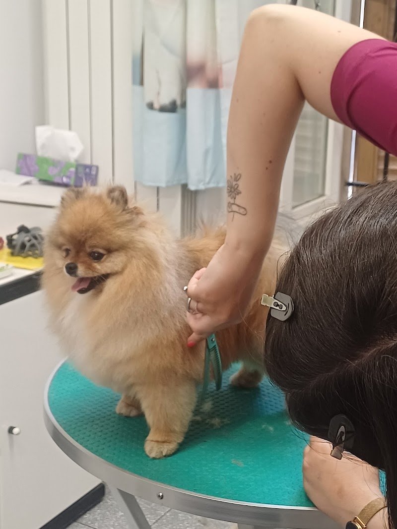 CORSO STUDIO PROFESSIONALE DI TOELETTATURA BERGAMO - Foto 1