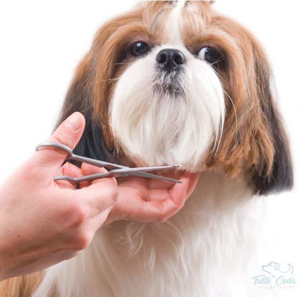 CORSO STUDIO PROFESSIONALE DI TOELETTATURA BERGAMO - Foto 2