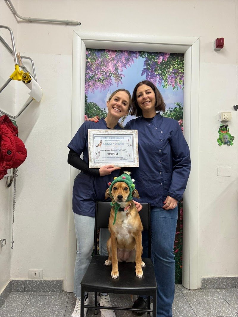 CORSO STUDIO PROFESSIONALE DI TOELETTATURA BERGAMO - Foto 3