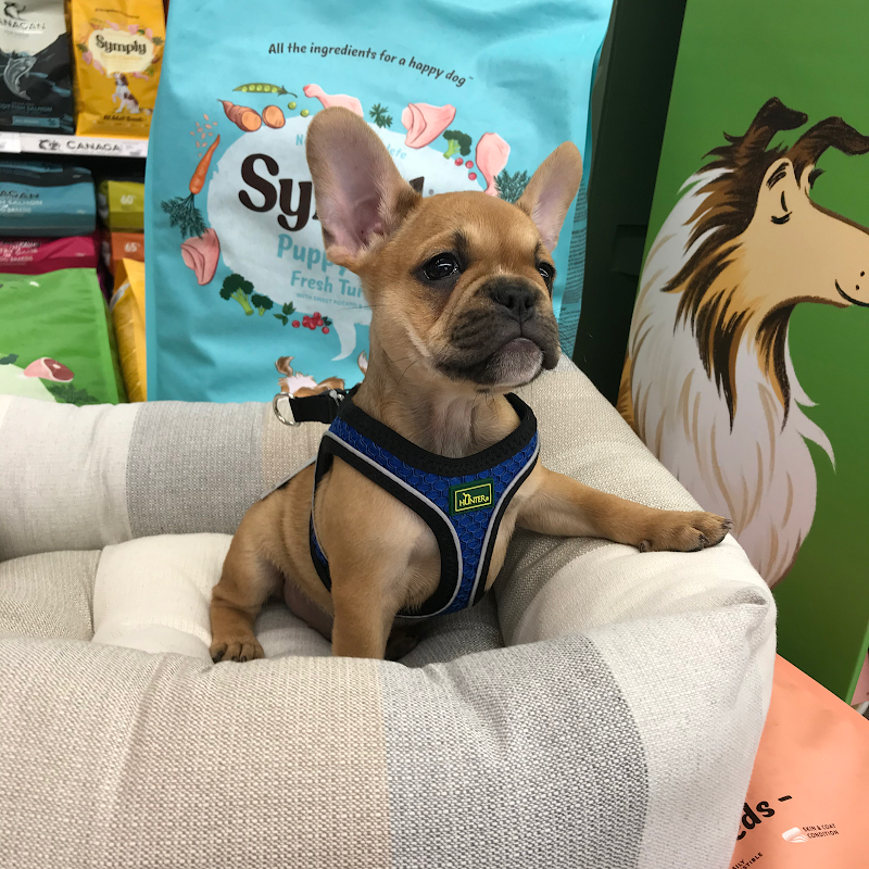 Cucciolandia Faenza - Foto 3