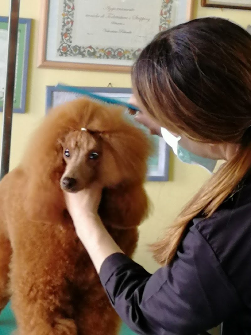 Cucciolandia - Foto 4