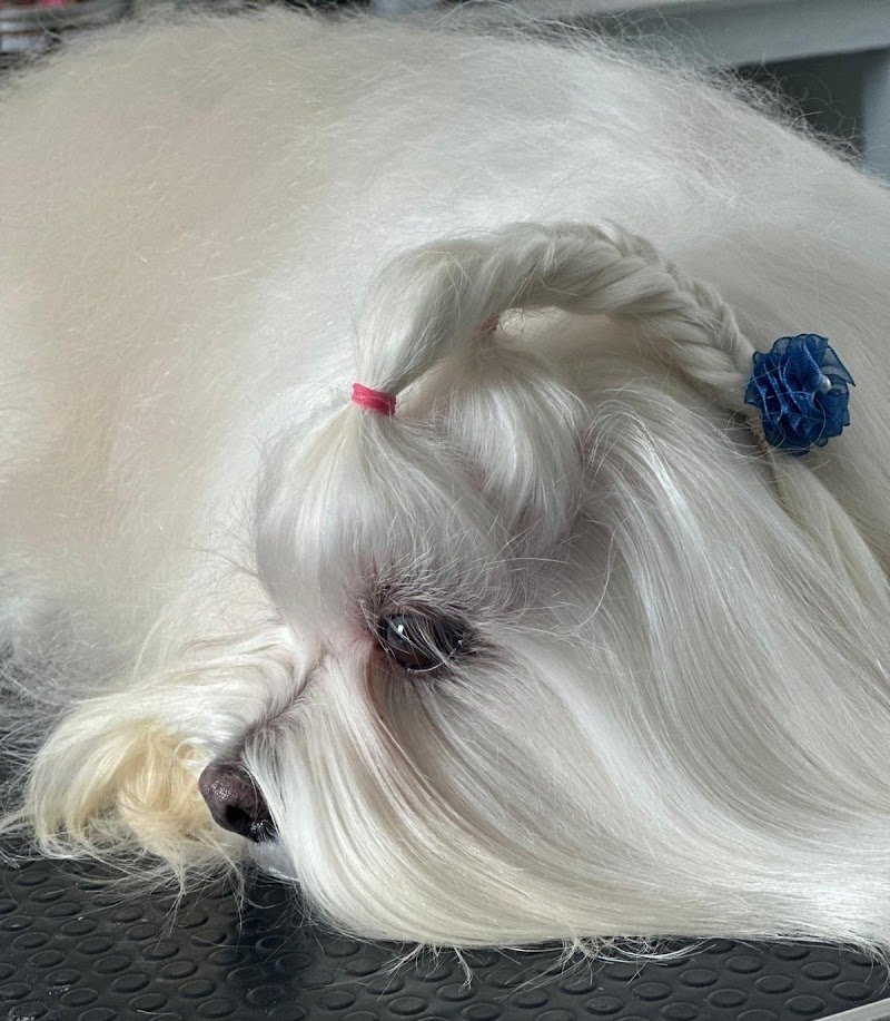 Cucciolandia - Foto 1