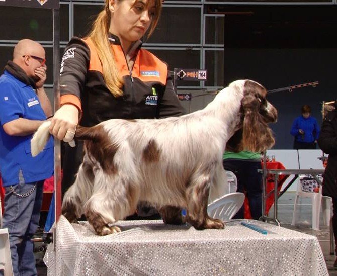 Cucciolandia - Foto 5