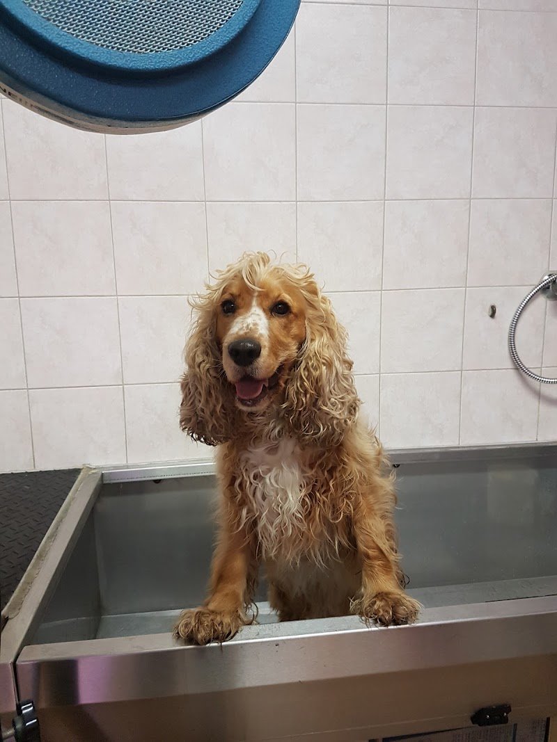 Cuccioli & Coccole - Foto 3