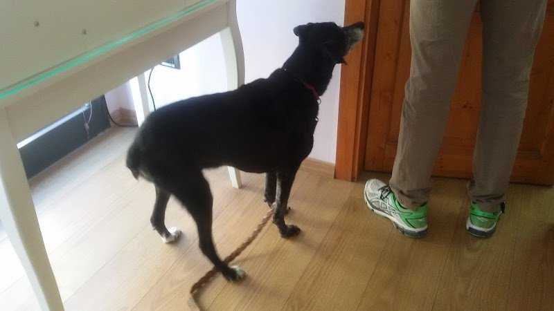 Cuccioli & Coccole - Foto 4