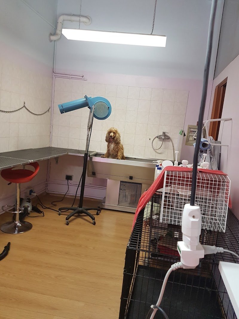 Cuccioli & Coccole - Foto 5