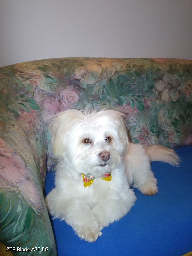 Cuccioli & Coccole - Foto 6