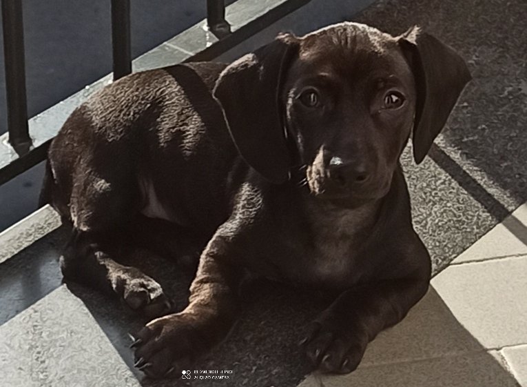 Cuccioli Vanitosi di Antonietta D'Agostino - Foto 3