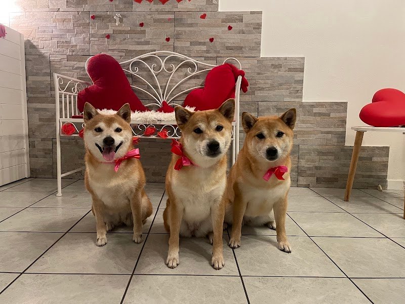 Cuore di Toelettatura - Foto 1