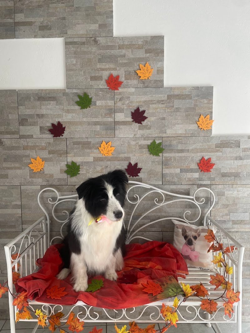 Cuore di Toelettatura - Foto 2