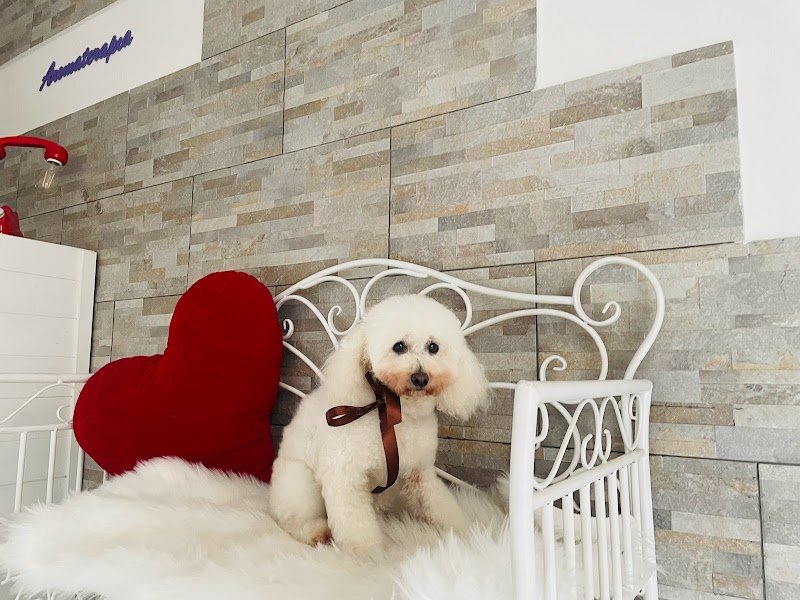 Cuore di Toelettatura - Foto 3