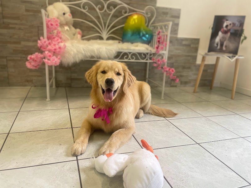 Cuore di Toelettatura - Foto 4