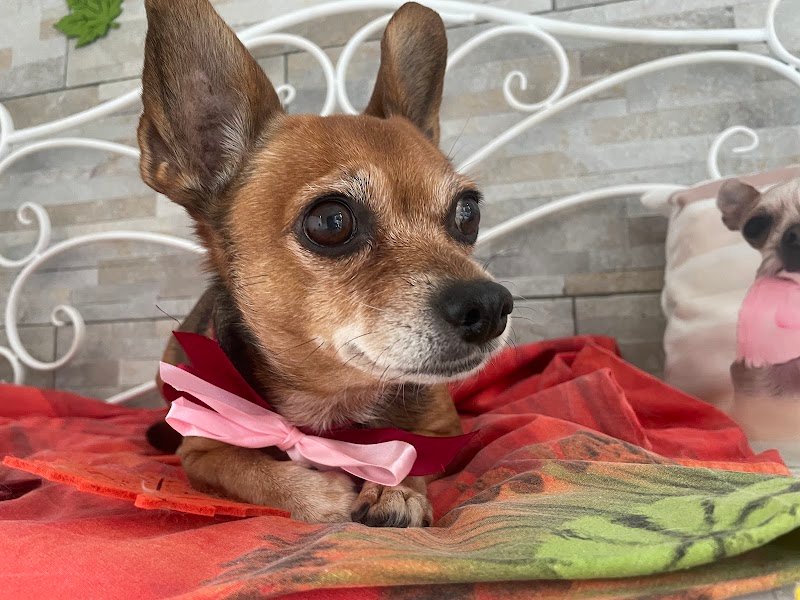 Cuore di Toelettatura - Foto 5