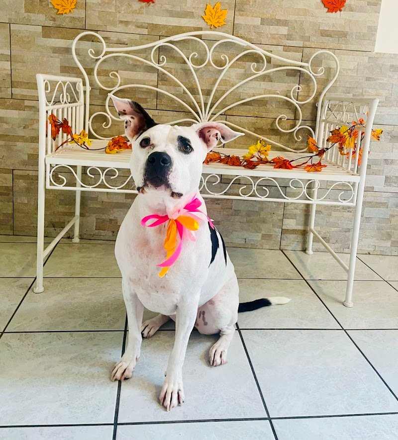 Cuore di Toelettatura - Foto 6