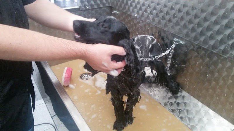 Cuori a Quattro Zampe - Foto 1