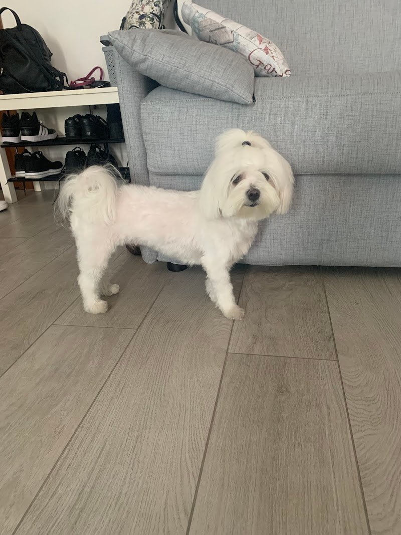 Cuori a Quattro Zampe - Foto 4