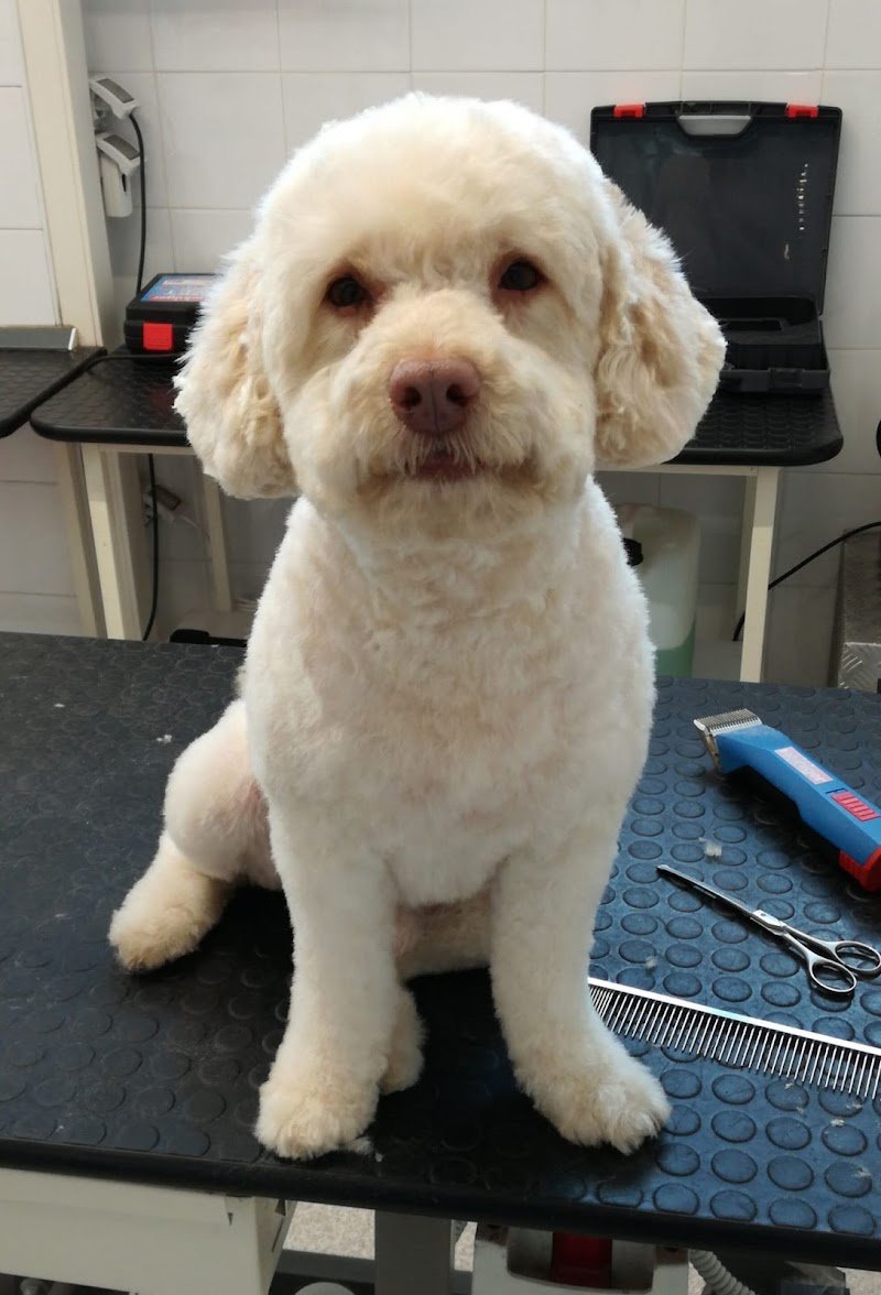 Cuori a Quattro Zampe - Foto 6