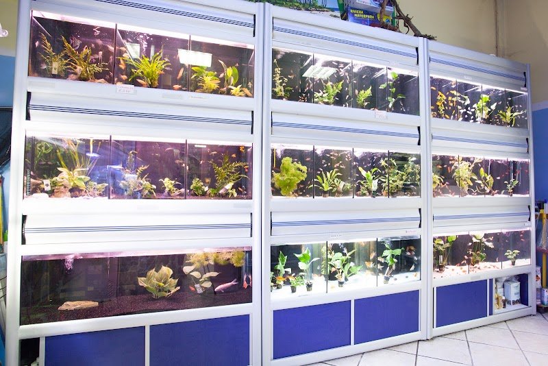 Da 0 A 4 Zampe - Foto 3