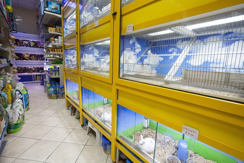 Da 0 A 4 Zampe - Foto 4