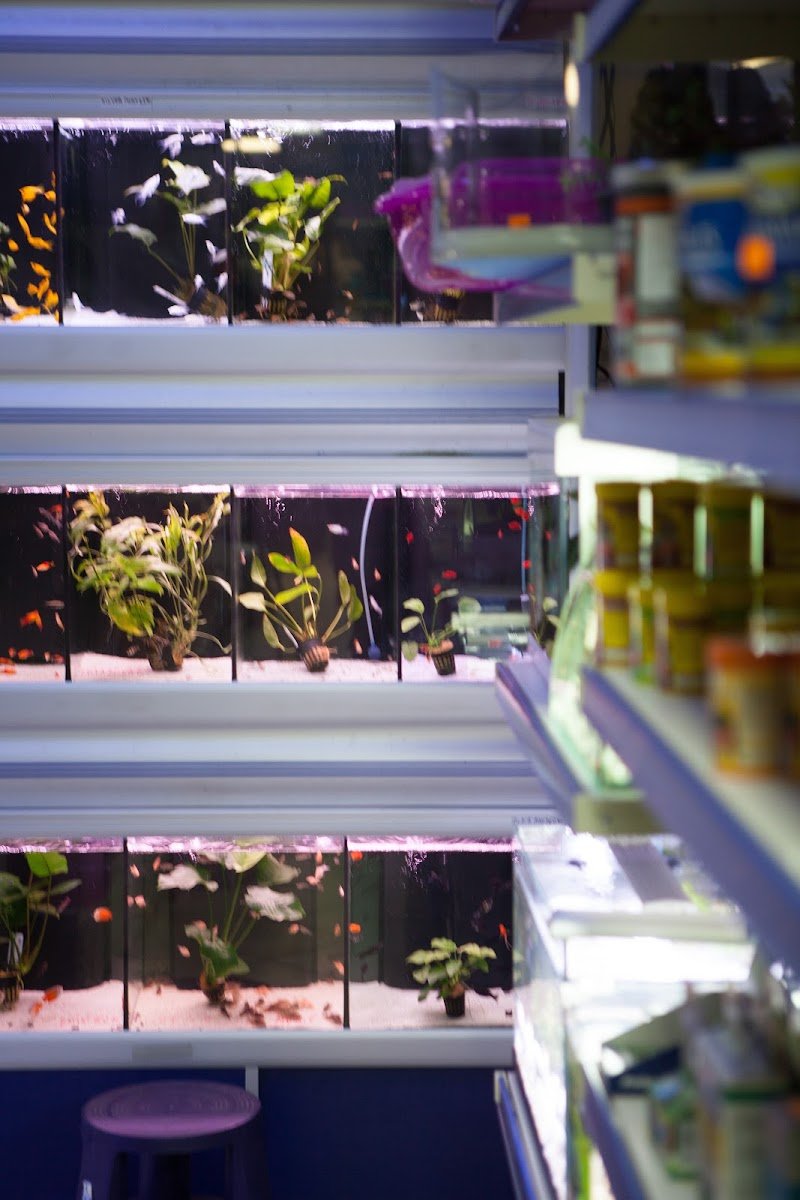 Da 0 A 4 Zampe - Foto 5