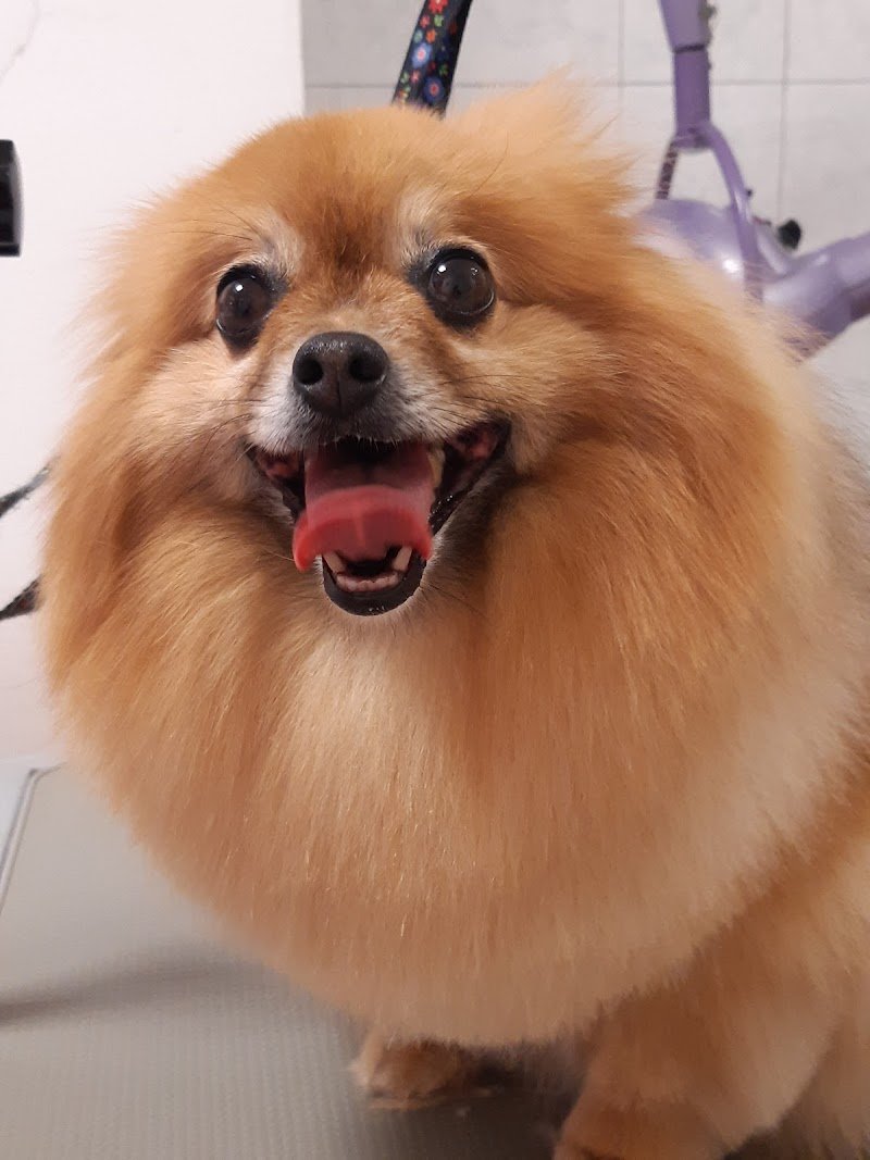 Da Camilla, salone per cani - Foto 2