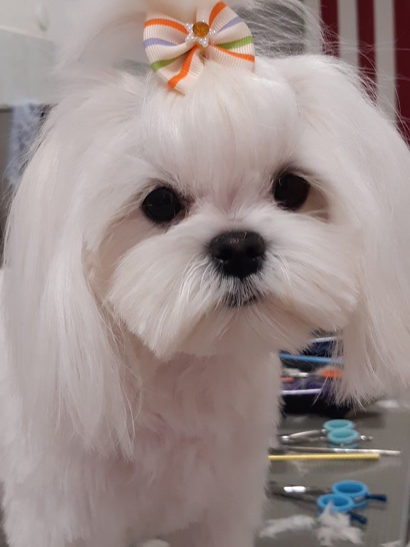 Da Camilla, salone per cani - Foto 4