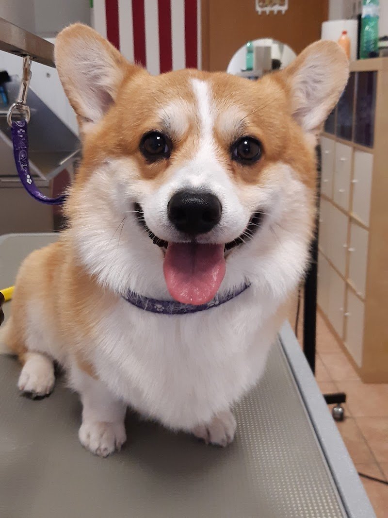 Da Camilla, salone per cani - Foto 5