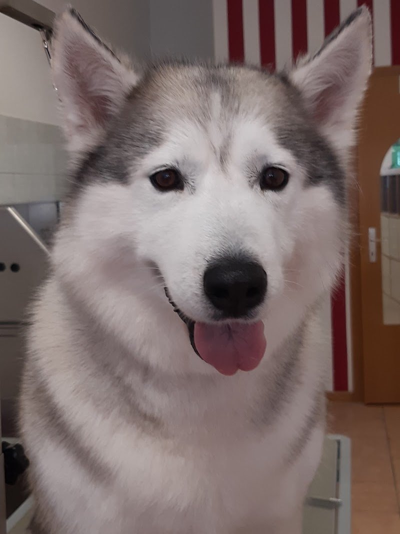 Da Camilla, salone per cani - Foto 6