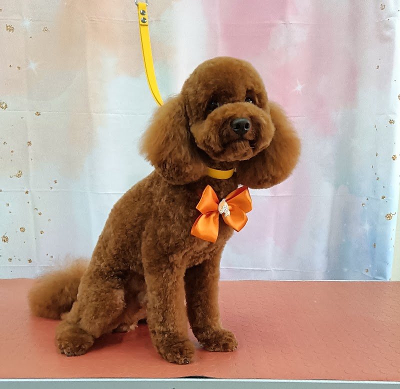 Da Caterina Toelettatura Professionale - Foto 1