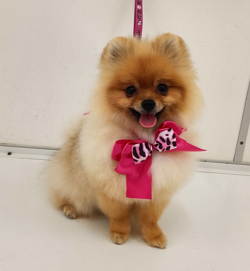 Da Caterina Toelettatura Professionale - Foto 2