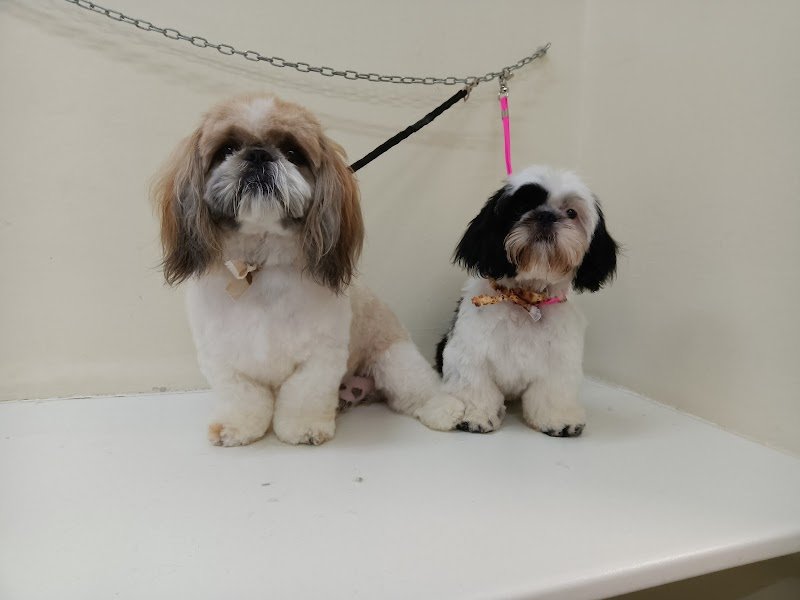 Da Caterina Toelettatura Professionale - Foto 4