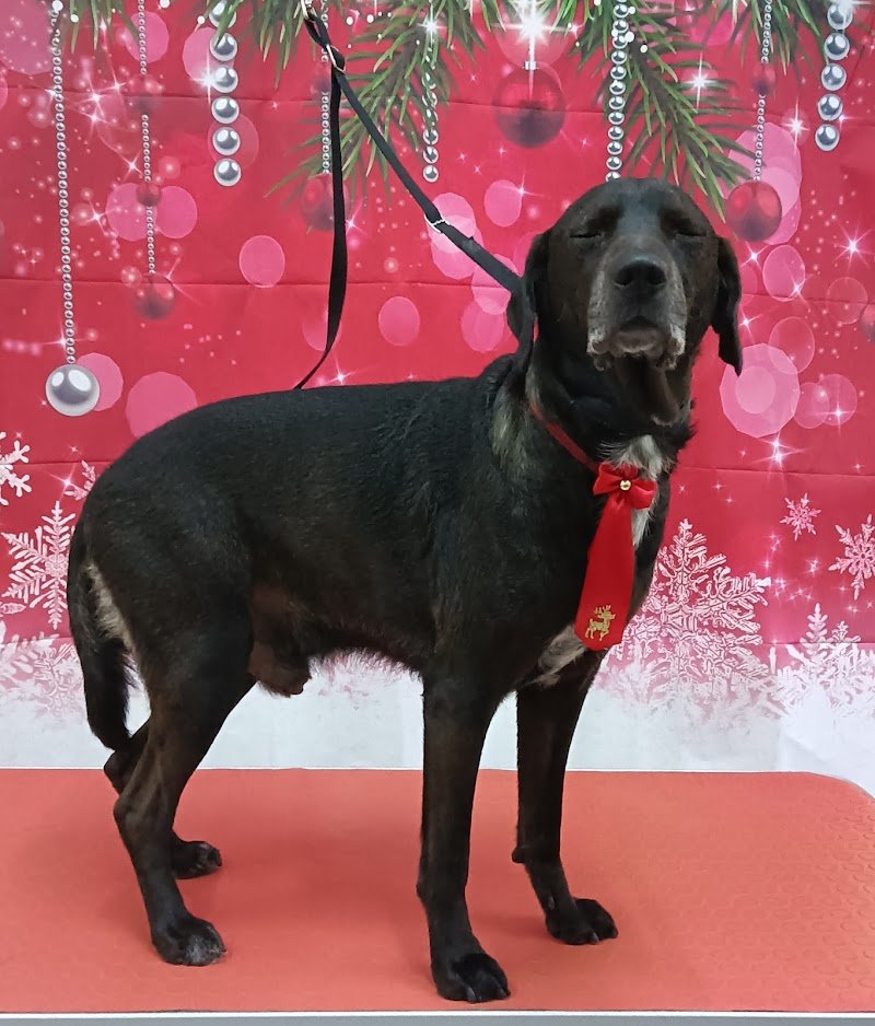 Da Caterina Toelettatura Professionale - Foto 5