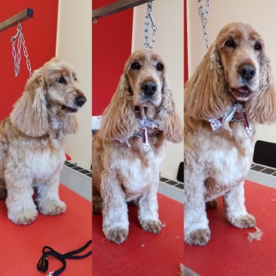 Da Caterina Toelettatura Professionale - Foto 6