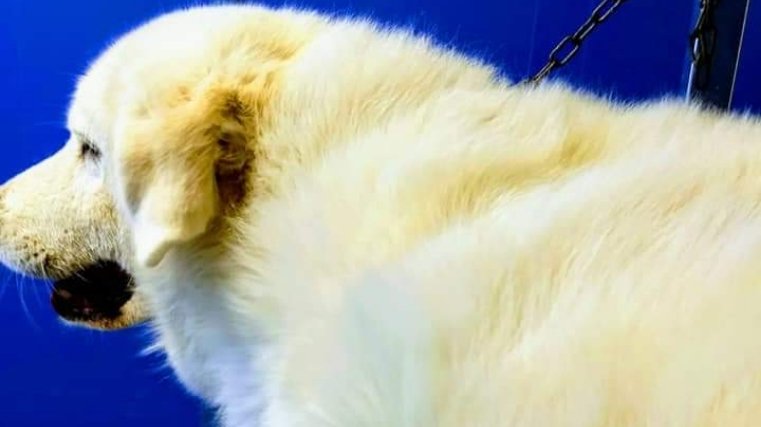 da Fabrizio Toelettatura - Foto 1