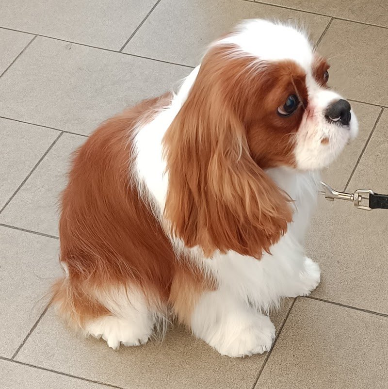 da Fabrizio Toelettatura - Foto 2