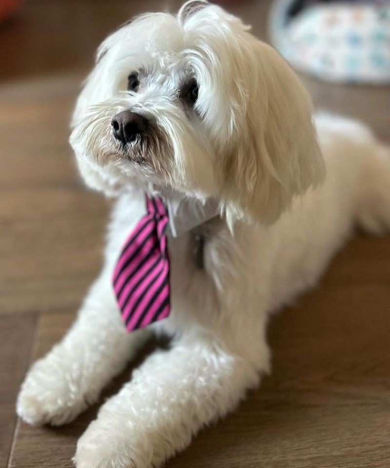 da Fabrizio Toelettatura - Foto 3